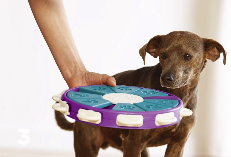 Interactive Learning Dog Toys